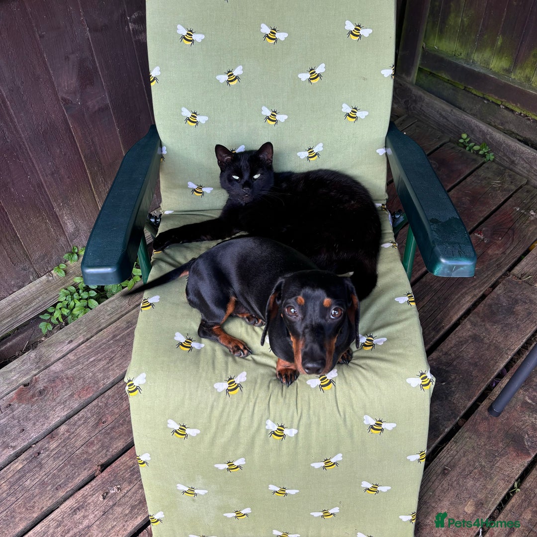 Miniature Dachshund dogs for sale: Miniature dachshund spooky - Advert 7