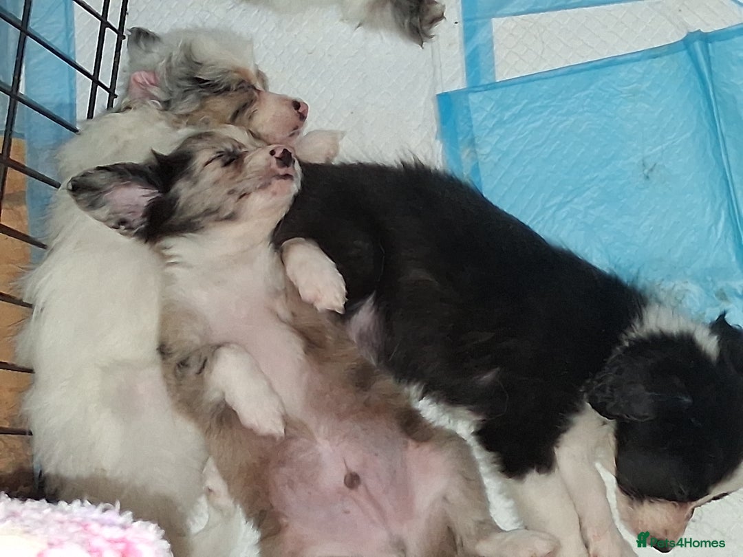 Mixed Breed dogs for sale: Papillon x collie - Image 3