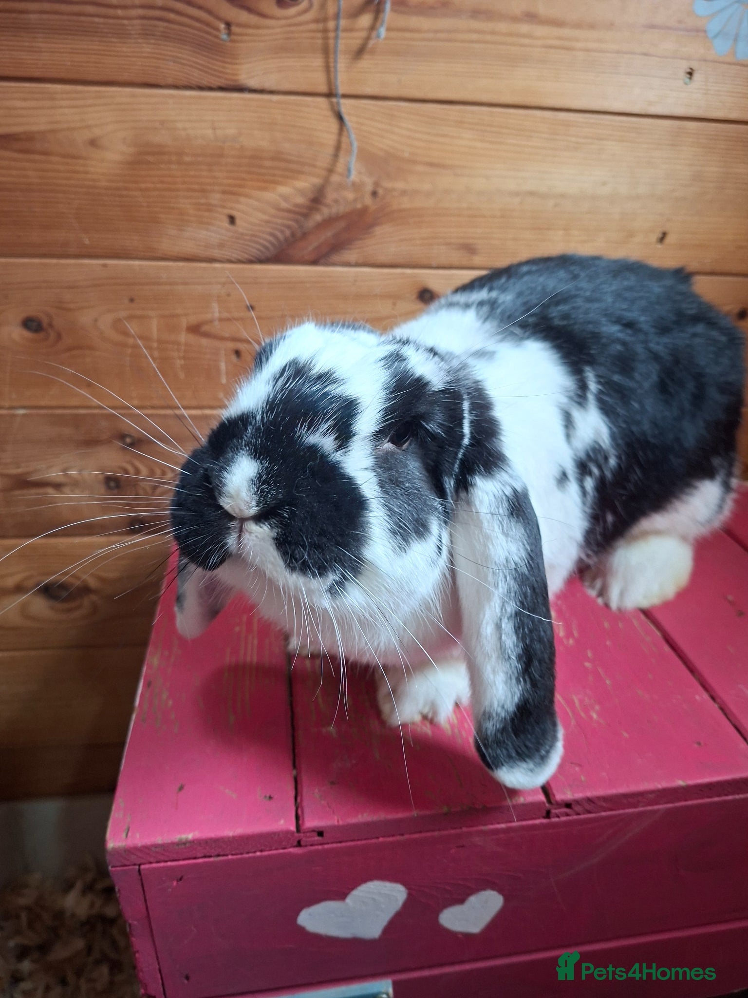 French Lop rabbits Beautiful vaccinated Doe - Advert 2