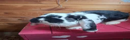 French Lop rabbits for sale: Beautiful fully vaccinated Doe - Advert 2