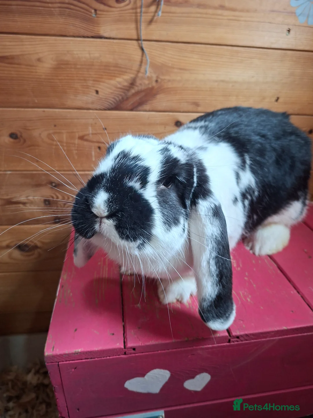 French Lop rabbits for sale: Beautiful fully vaccinated Doe - Advert 2
