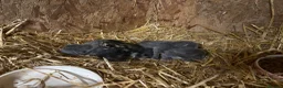 Mixed Breed cats for sale: Outdoor Kittens  - Advert 5