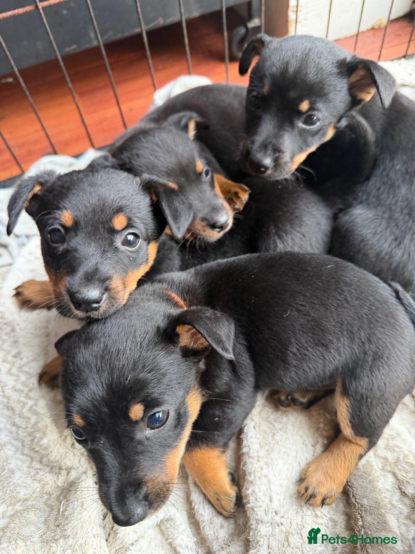 Lancashire Heeler dogs KC Lancashire Heeler Puppy’s  - Advert 1