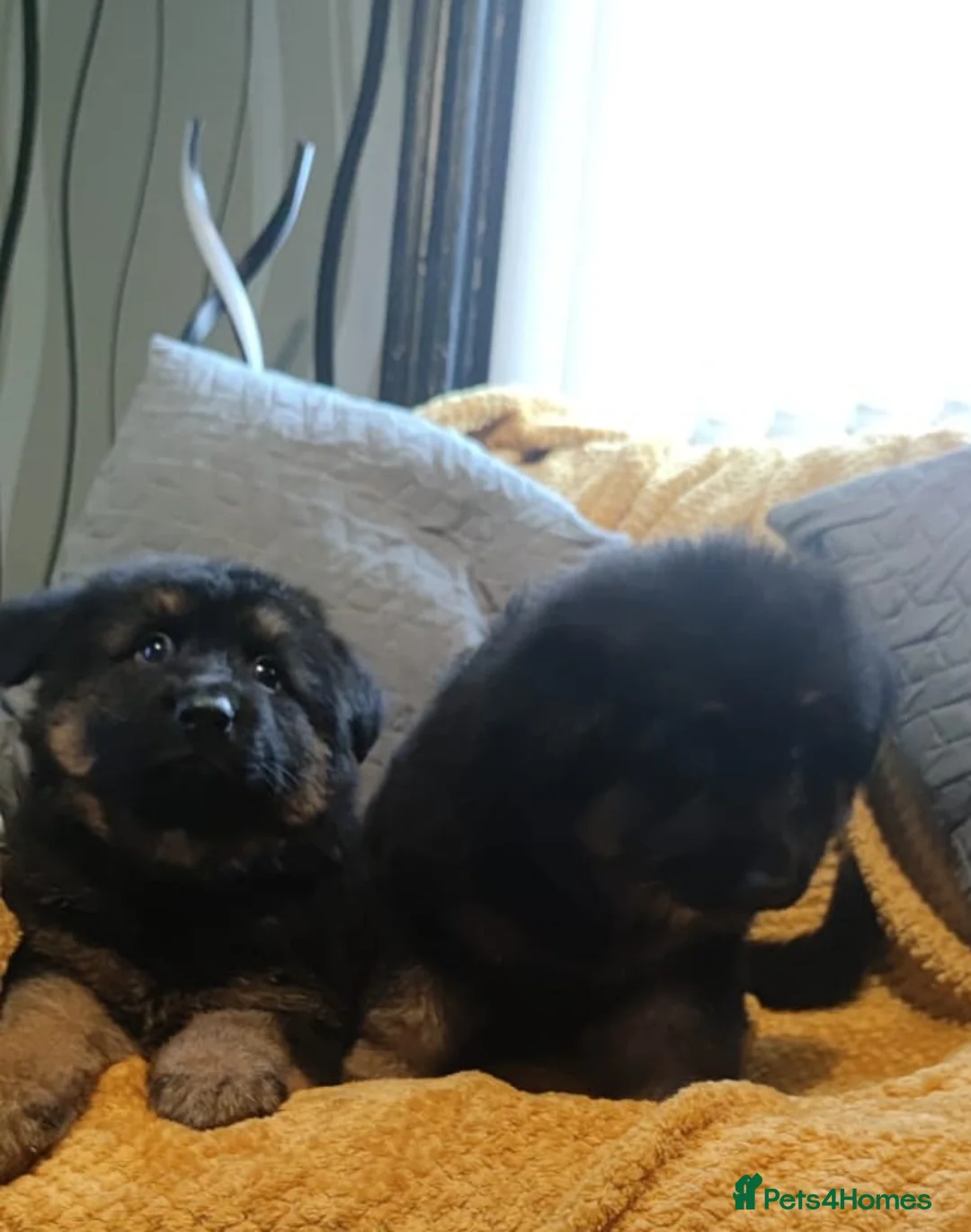 German Shepherd dogs for sale: Kc registered German shepherd puppies - Advert 3