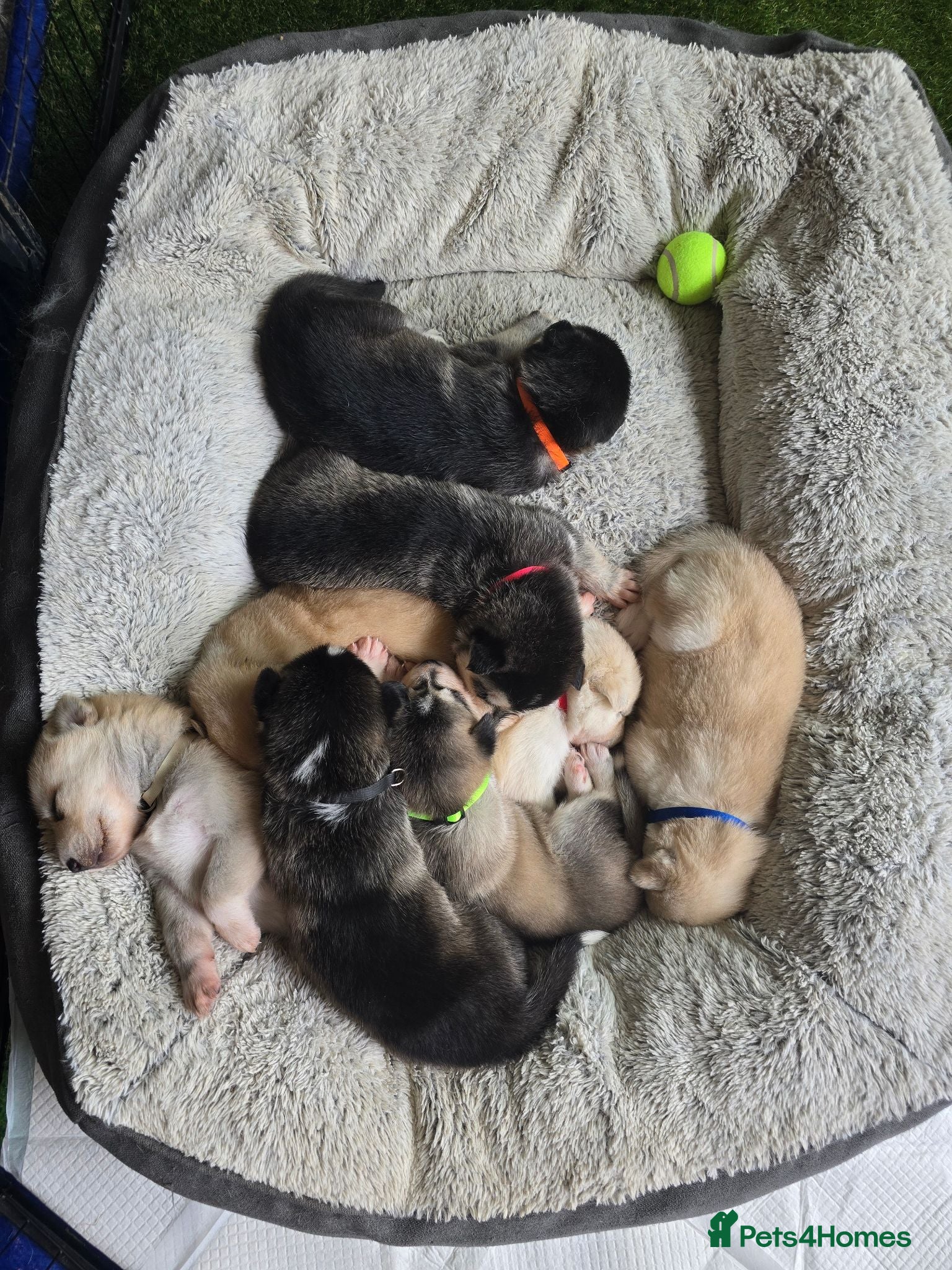 Siberian Husky dogs ​Beautiful Siberian Husky Pups Born Eclipse Night - Advert 1
