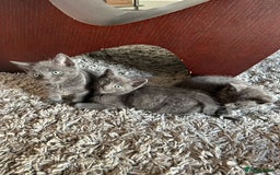 Russian Blue cats for sale: Adorable Silver Grey Russian blue kittens - Image 7