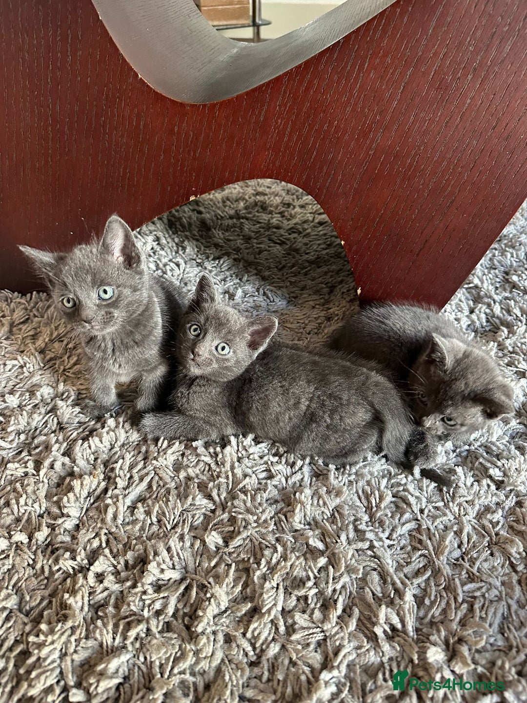 Russian Blue cats for sale: Adorable Silver Grey Russian blue kittens - Image 7