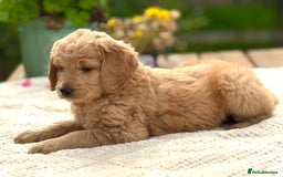 Goldendoodle dogs for sale: Exeptional Goldendoodle puppies F1b - Image 11