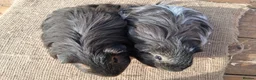 Guinea Pig rodents for sale: 2 very pretty sheltie boys - Advert 3