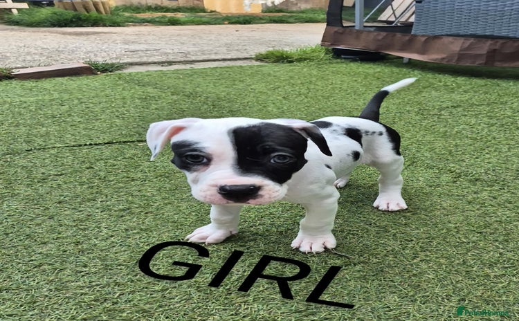 American Bulldog dogs - Advert 1