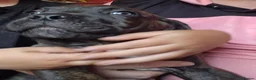Cane Corso dogs for sale: Cane corso pups - Advert 5