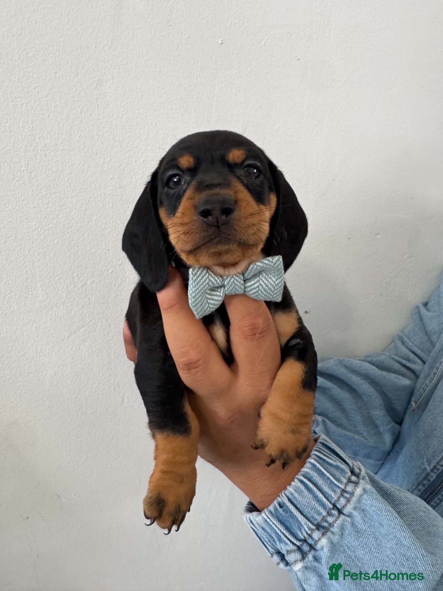 Dachshund dogs 9 Miniature Dachshunds – Ready 19th October! - Advert 15