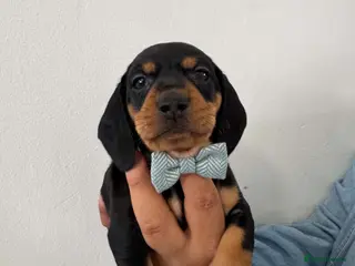 Dachshund dogs 9 Miniature Dachshunds – Ready 19th October! - Advert 15