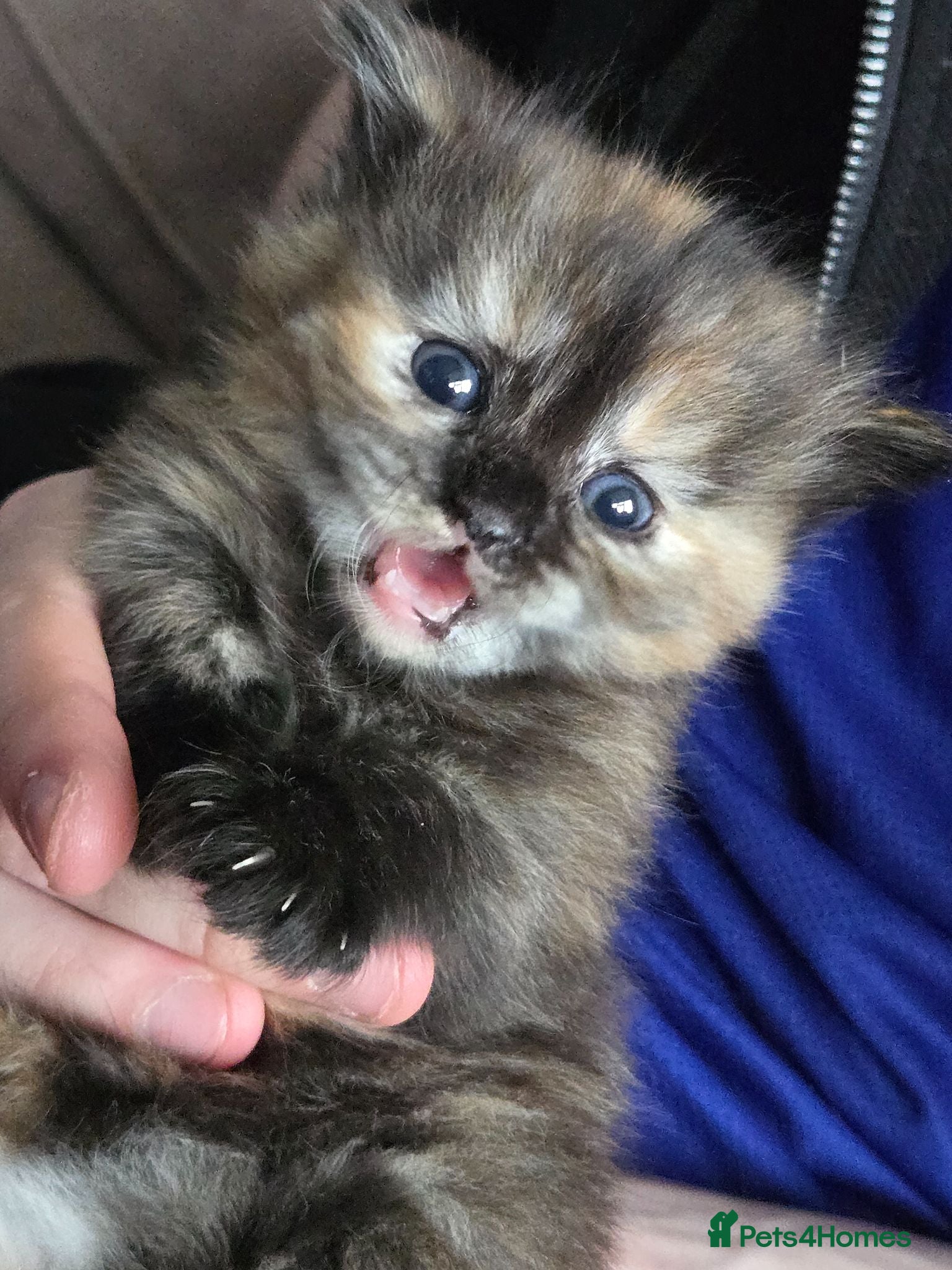 Mixed Breed cats Stunning tortie girls - Advert 1