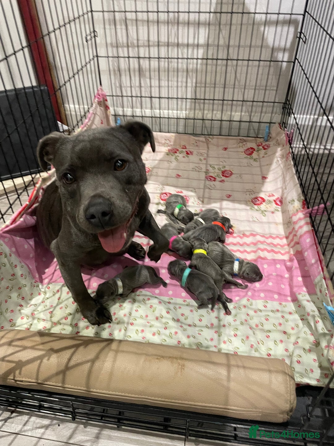 Staffordshire Bull Terrier dogs for sale: Blue Staffies For Sale - Image 2