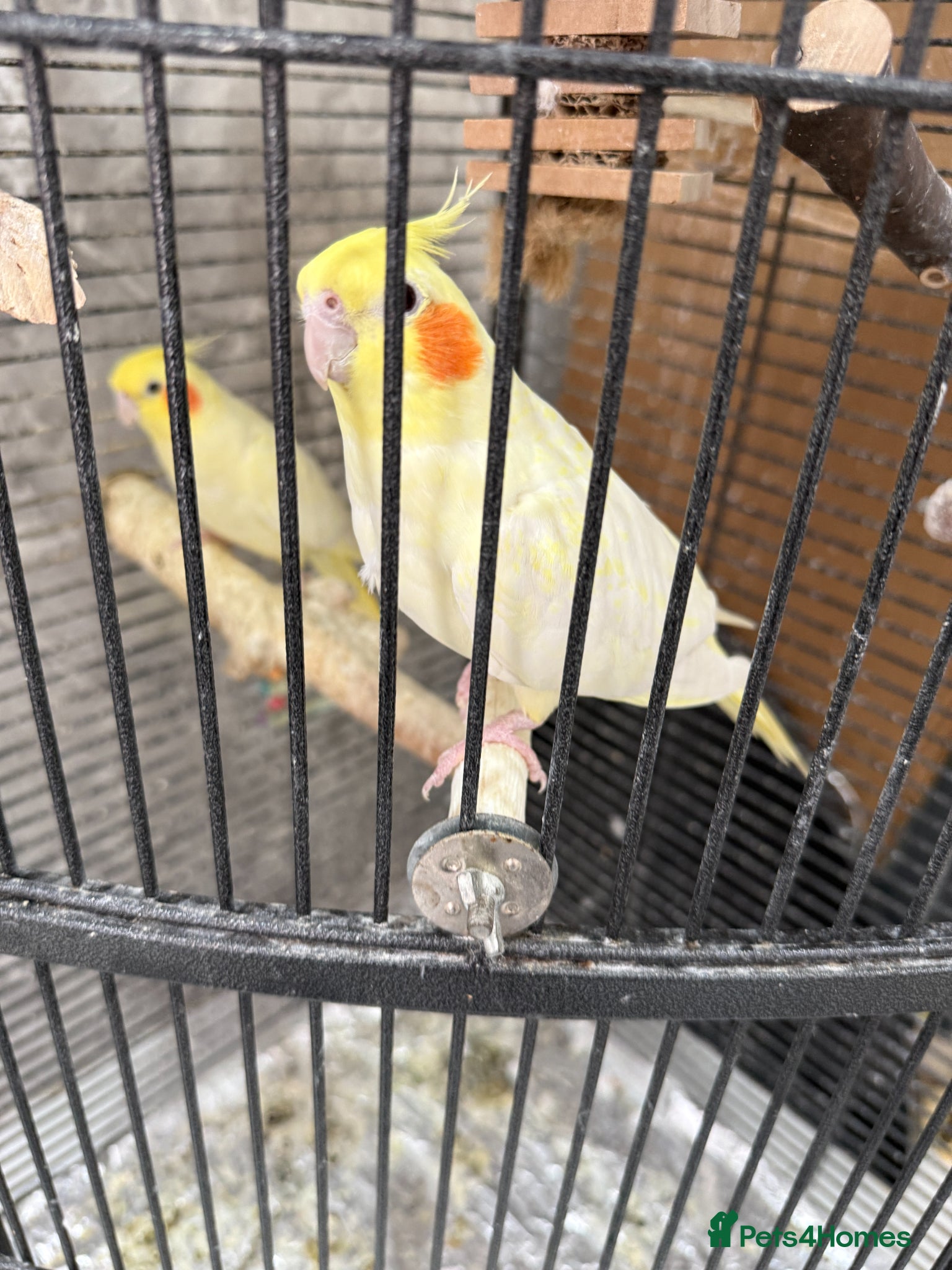 Cockatiels birds for sale: 2 Cockatiels + cage + travel cage + toys - Advert 2