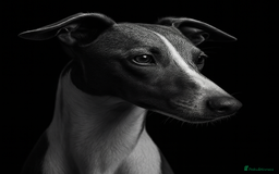 Italian Greyhound dogs for sale: 7/8 Italian Greyhound, 1/8 Whippet Puppies Due - Image 4