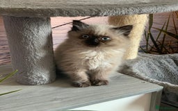 Persian cats for sale: Persians  - Image 4