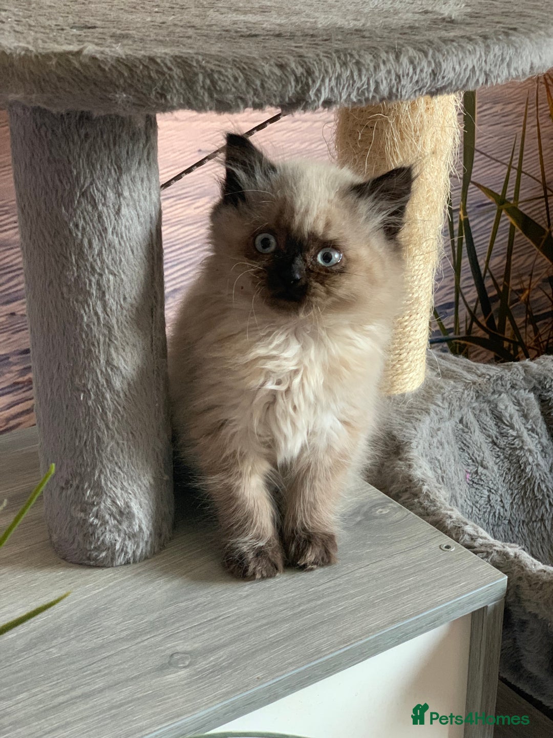 Persian cats for sale: Persians  - Image 4