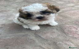 Shih Tzu dogs for sale: 1 beautiful shihtzu puppy  - Image 1