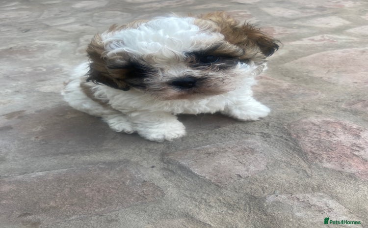 Shih Tzu dogs - Advert 2