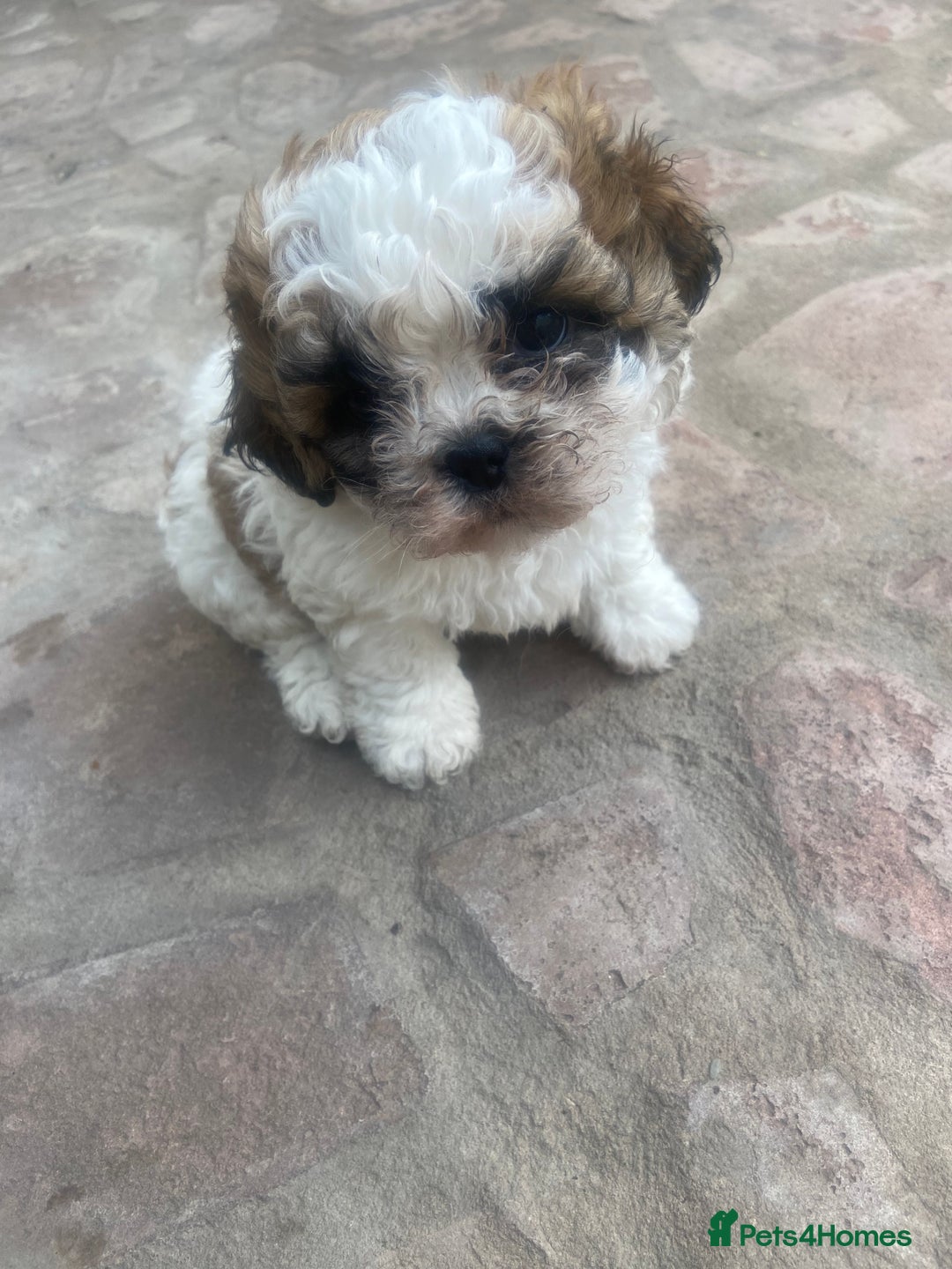 Shih Tzu dogs for sale: 1 beautiful shihtzu puppy  - Image 1