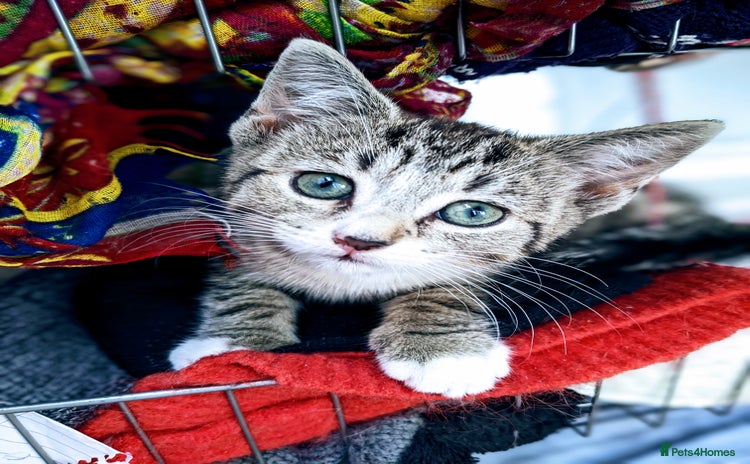 Mixed Breed cats - Advert 2
