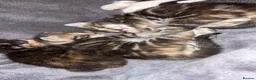 Mixed Breed cats for sale: Four Gorgeous Kittens  - Advert 9