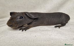 Guinea Pig rodents for sale: Skinny pig boys - Image 9