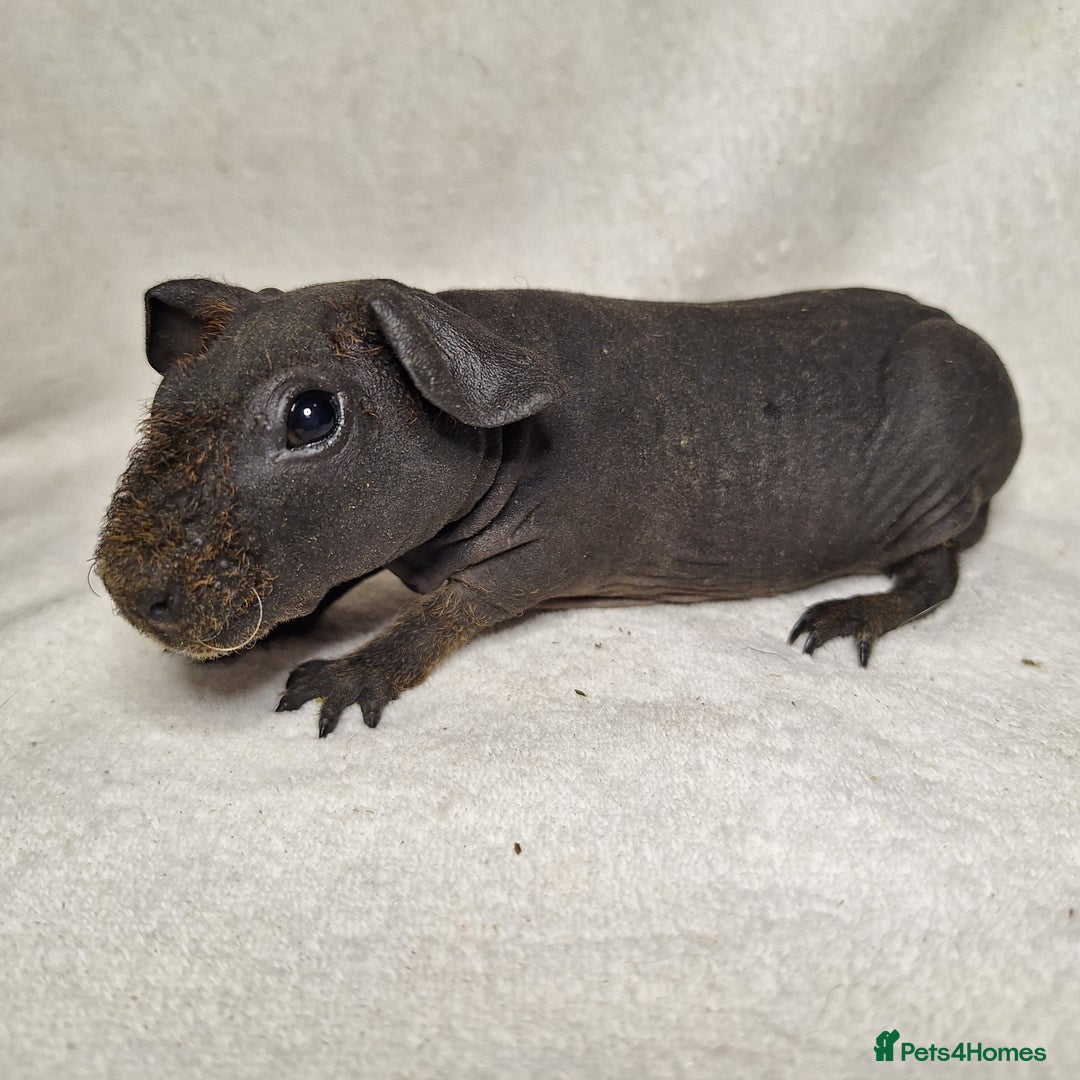 Guinea Pig rodents for sale: Skinny pig boys - Image 9
