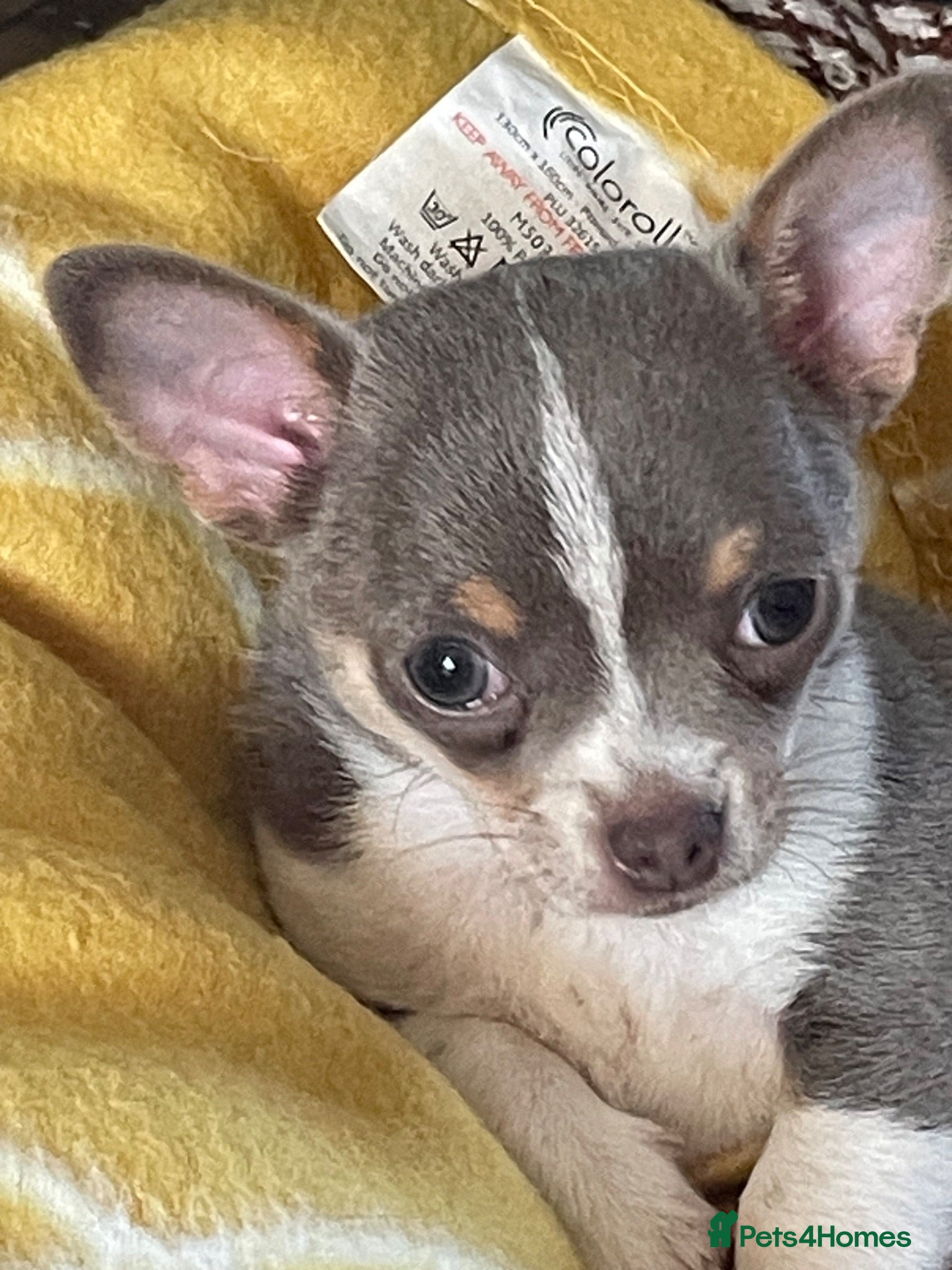 Chihuahua dogs Lilac girl - Advert 12