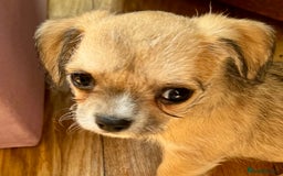 Mixed Breed dogs for sale:  Bichon x chihuahua ready now £800 - Image 6