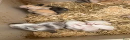 Mixed Breed rabbits for sale: Baby rabbits - Advert 12