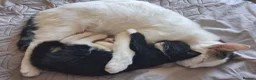 Mixed Breed cats for sale: Female tuxedo kitten needing loving home - Advert 8