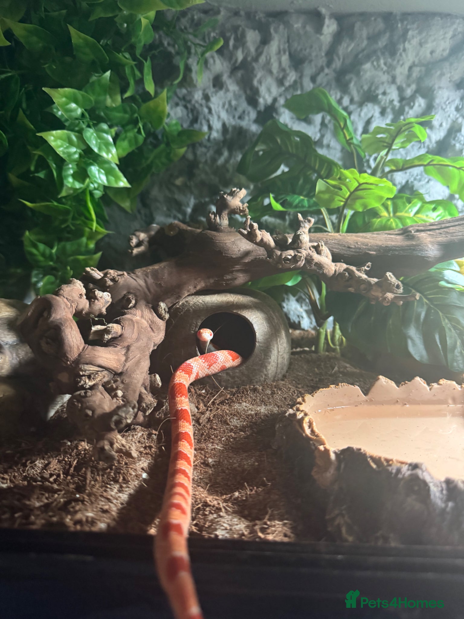 Corn Snake reptiles Corn snake  - Advert 1