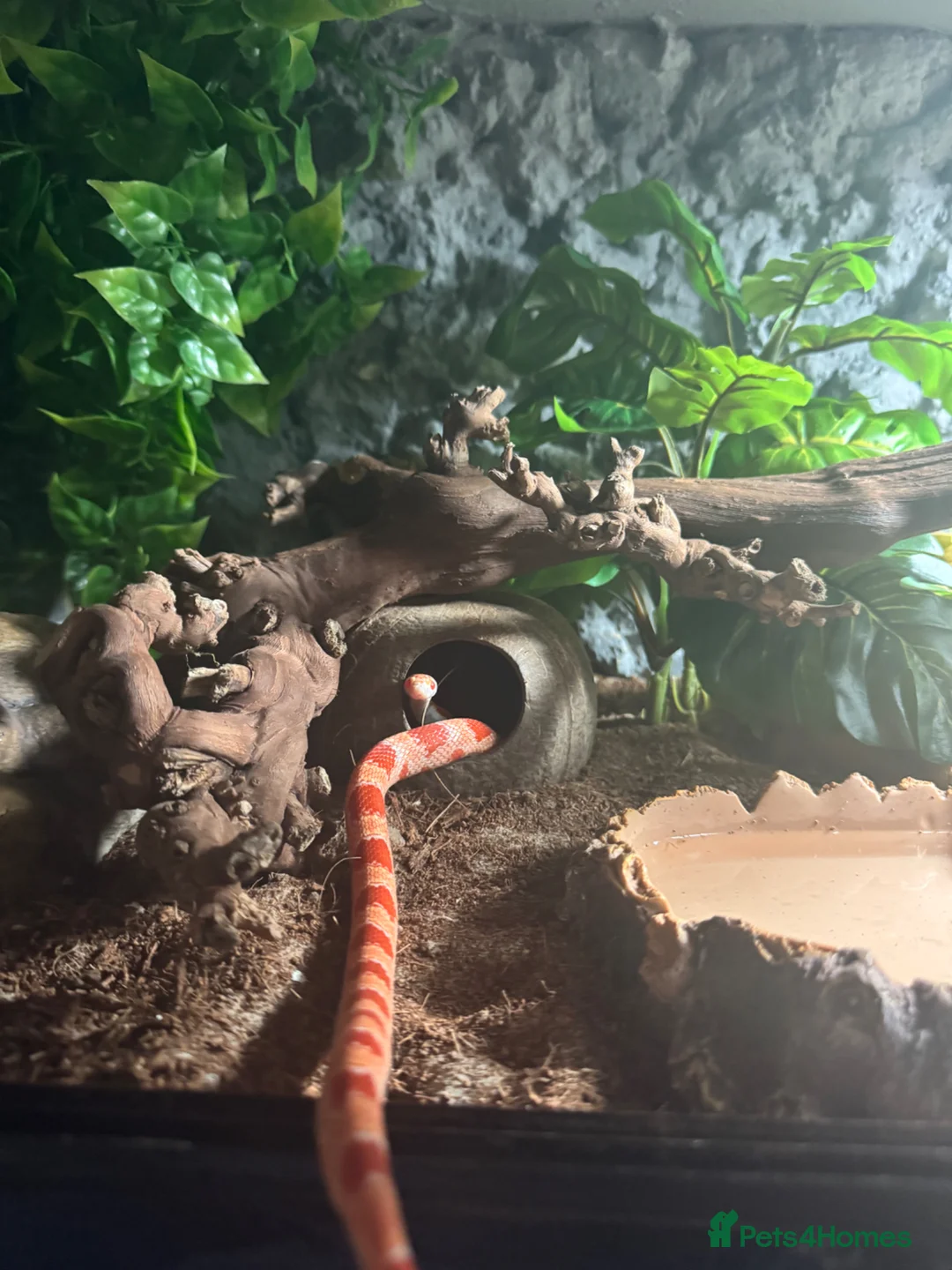 Corn Snake reptiles for sale: Corn snake  - Advert 1