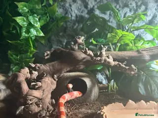 Corn Snake reptiles Corn snake - Advert 1