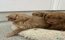 Toy Poodle dogs for sale: Tiny toy poodle boys  - Advert 19