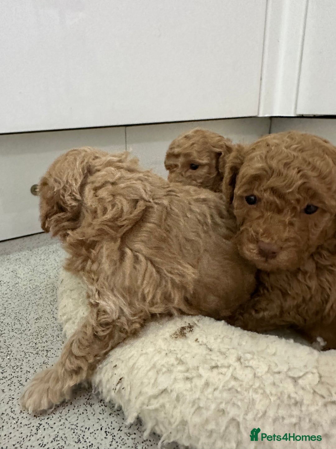 Toy Poodle dogs for sale: Tiny toy poodle boys  - Advert 19
