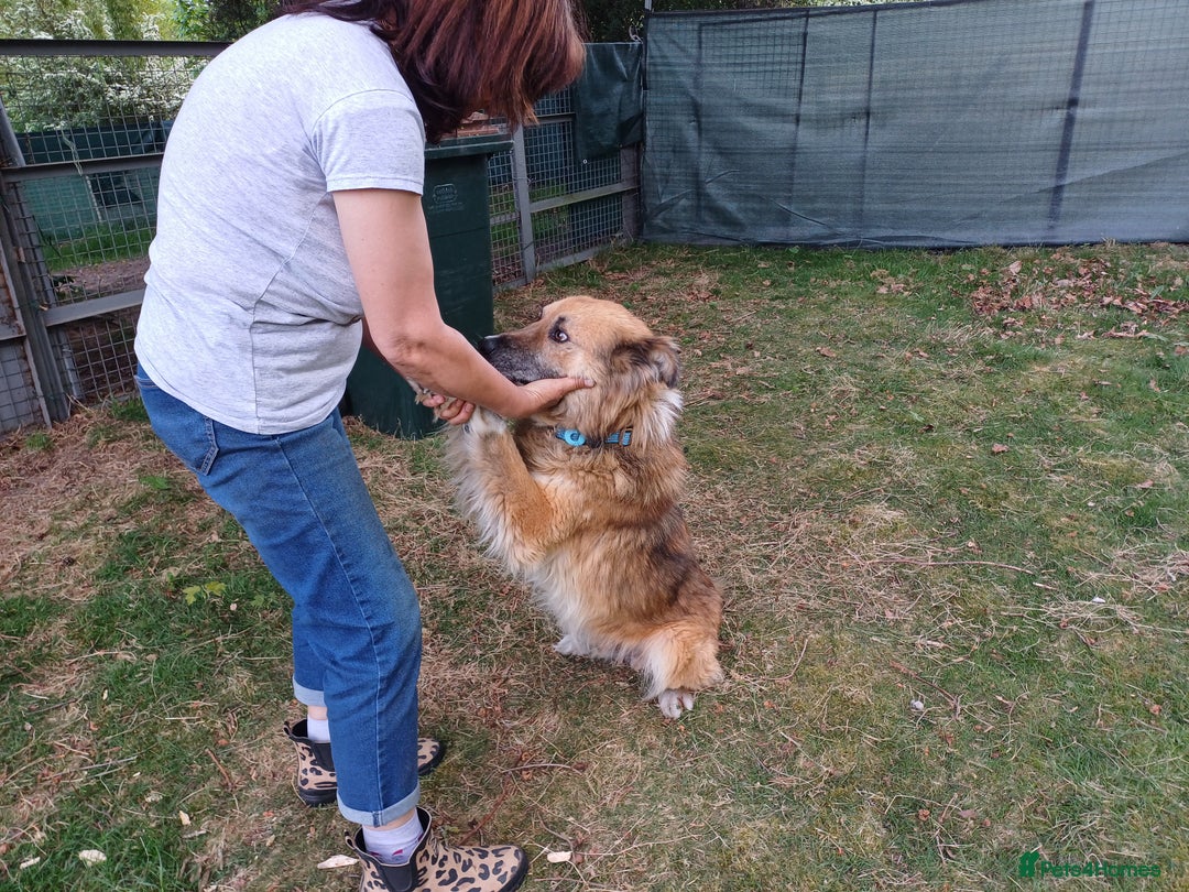 Mixed Breed dogs for adoption: BENNY - a loyal and gentle boy for a Loving Home - Image 22