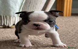 Boston Terrier dogs for sale: Gorgeous KC Boston Terrier Pups for Loving Homes - Image 17