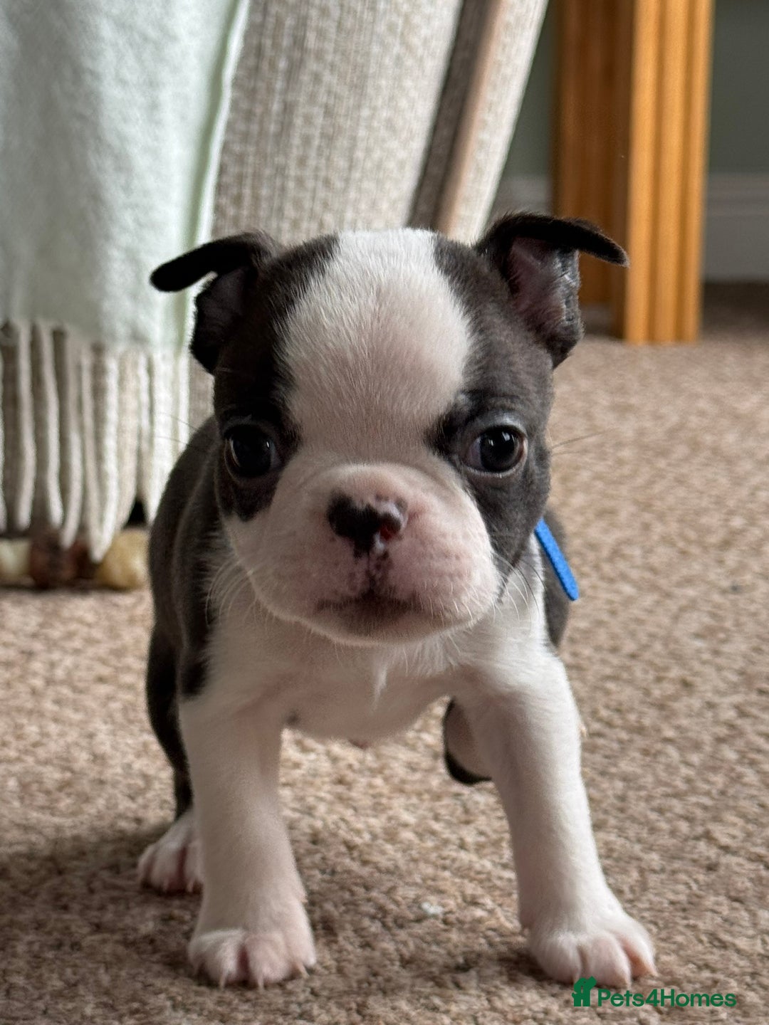 Boston Terrier dogs for sale: Gorgeous KC Boston Terrier Pups for Loving Homes - Image 17