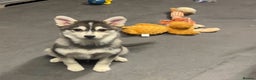 Pomsky dogs for sale: Stunning perfect husky markings f3 Pomsky puppies - Advert 11
