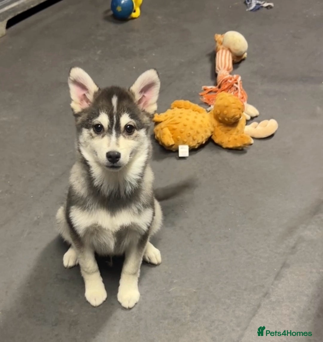 Pomsky dogs for sale: Stunning perfect husky markings f3 Pomsky puppies - Advert 11
