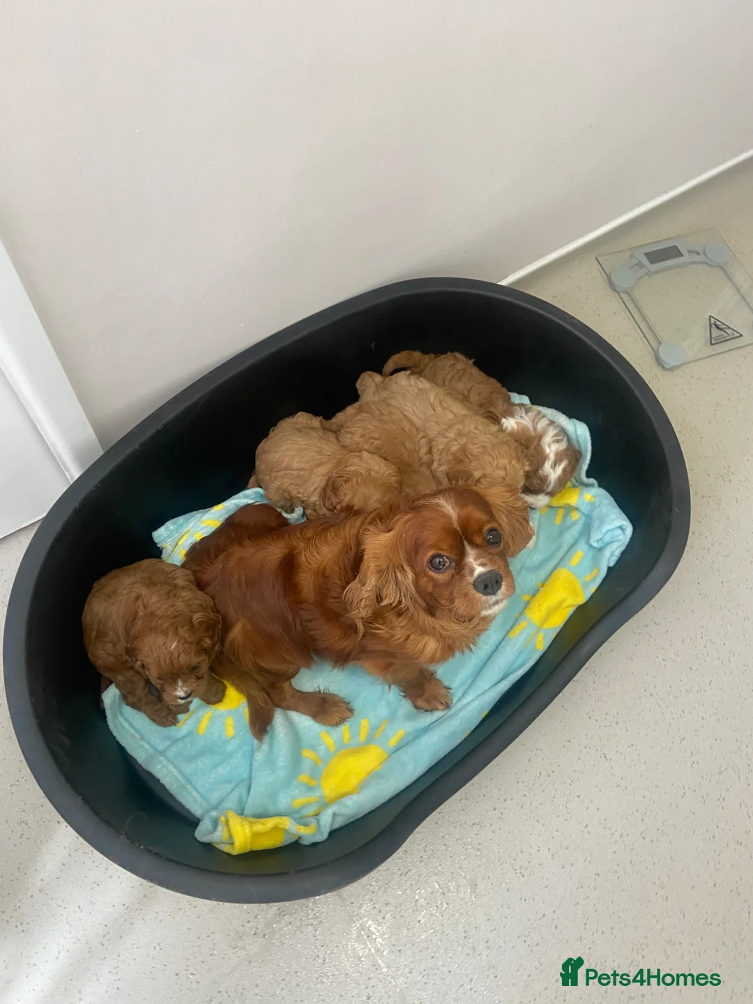 Cavapoo dogs for sale: Beautiful five Cavapoos - Advert 18