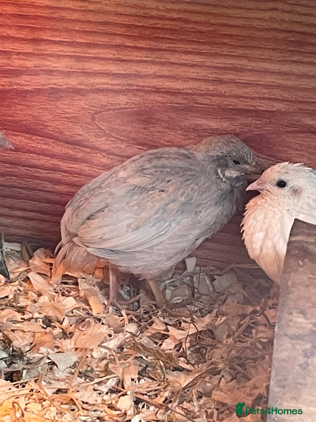 Quail poultry for sale: Chinese Painted Button Quail Chicks - Advert 4