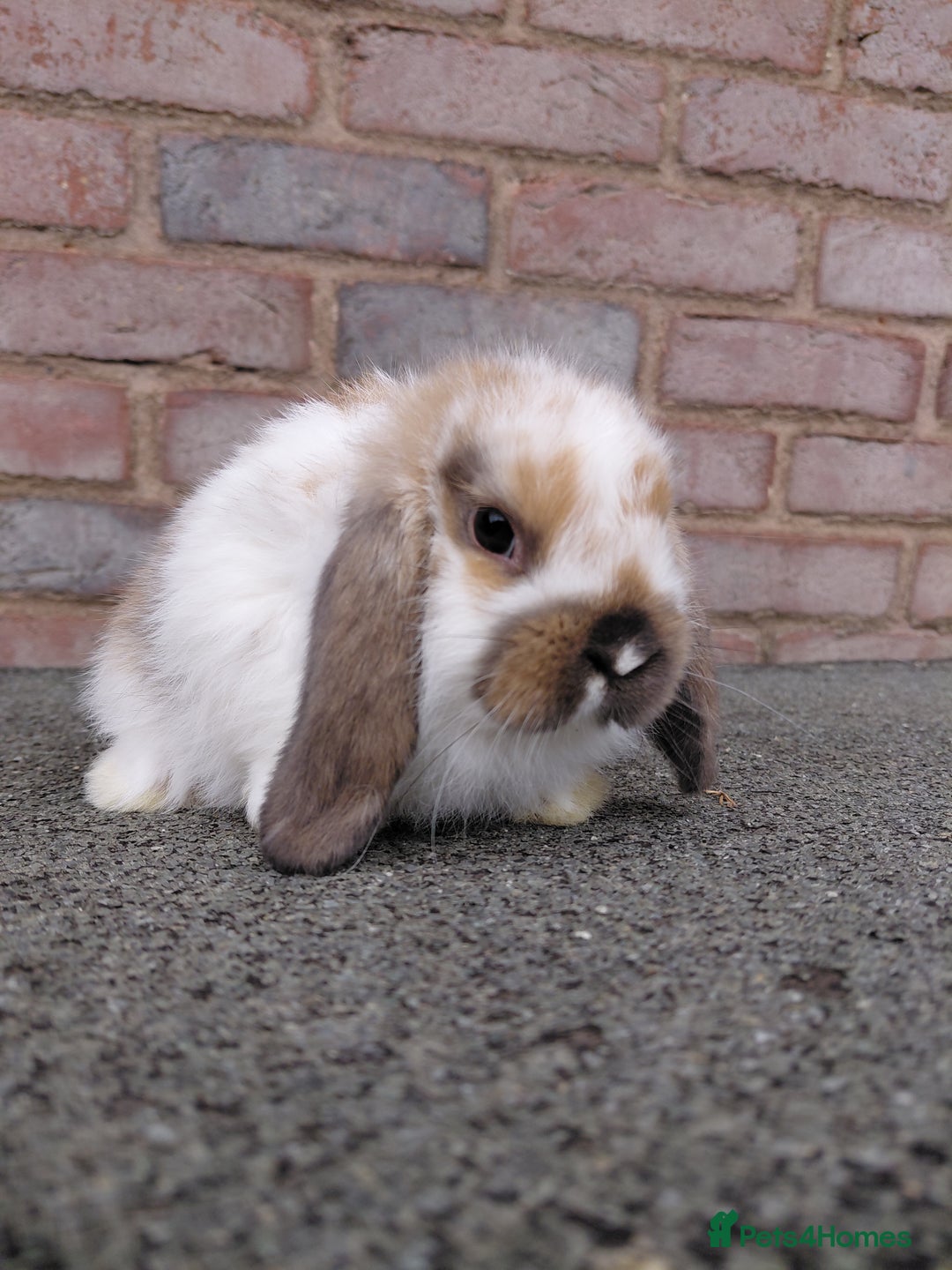 Mini Lop rabbits for sale: Mini Lop babies. Bucks only - Image 8