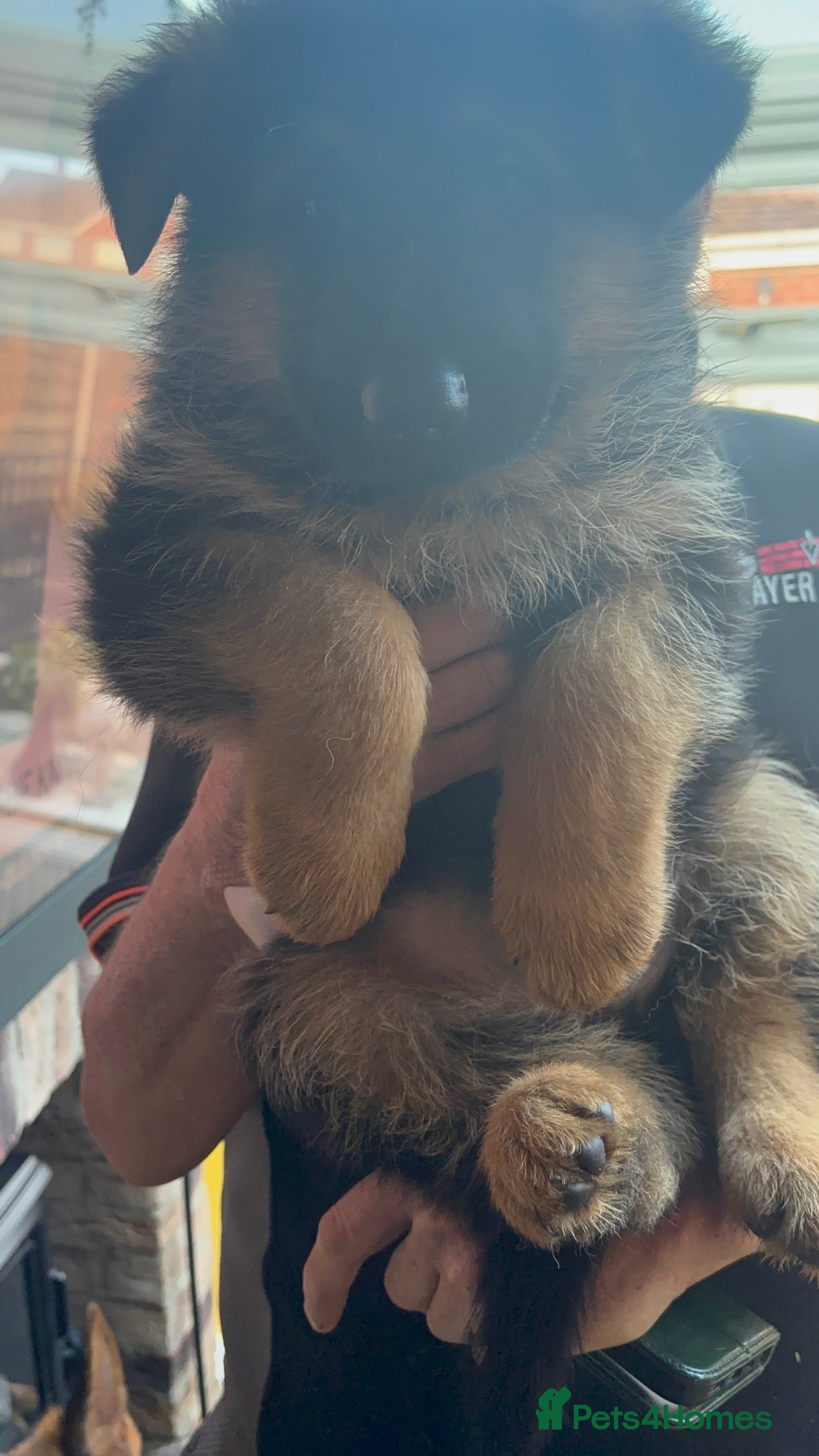 German Shepherd dogs Puppies - Advert 2