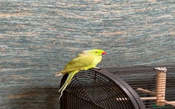 Ringnecks birds for sale: Ringneck for sale - Advert 1