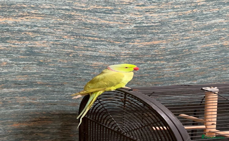 Ringnecks birds Ringneck for sale - Advert 1